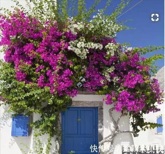 9种漂亮花，热不死晒不怕，开花大半年，没有病虫害，38度成花海