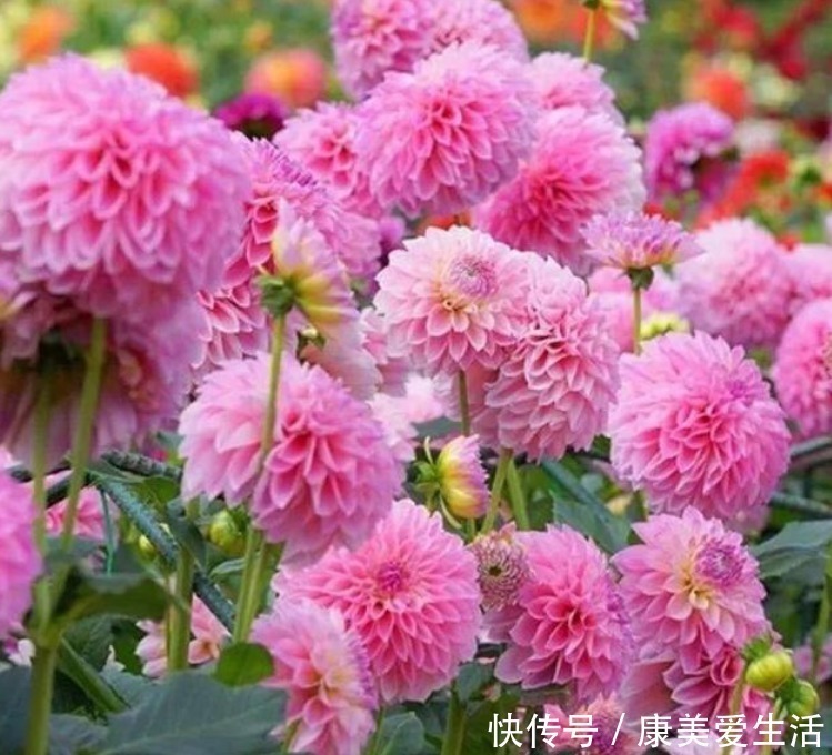 丽花|3种花自带财运,家里养一盆,开花就爆盆,不易生病好养护