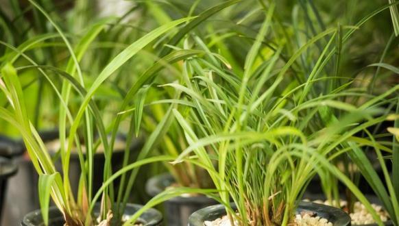 茉莉花|6种北方不适合养的花卉，技术不到位容易死，非高手就不要考虑了