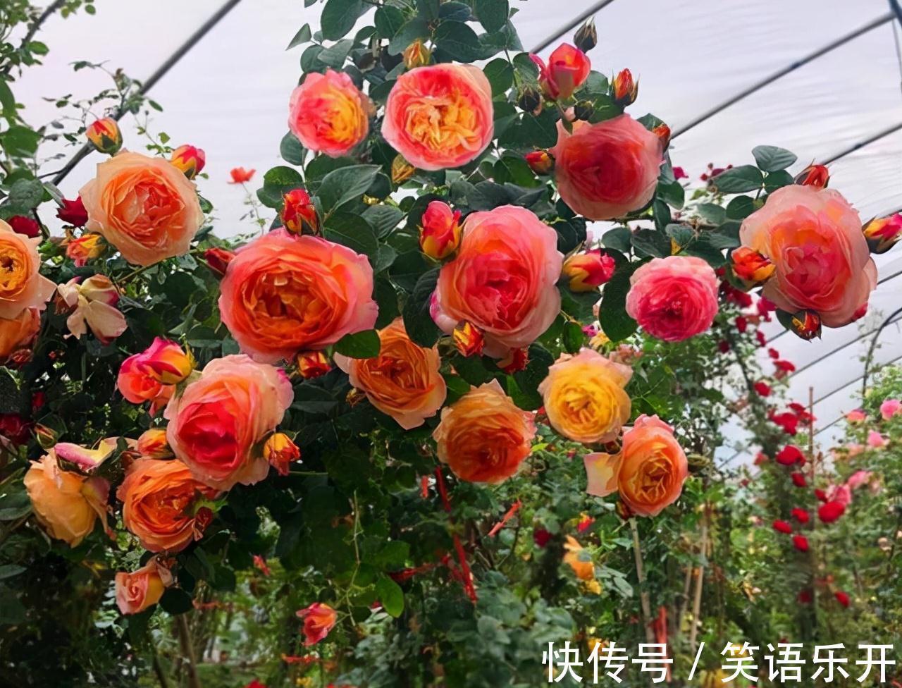 农历九月十八霜降后，养什么花？家里养3种花，吉祥如意美满幸福