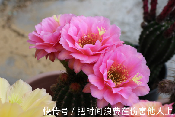 如何让仙人掌开花，这4招最管用，学会了你的仙人掌都能开花