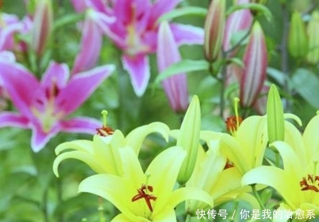 从一个小种子成功蜕变成美丽的百合花,看看是用了什么方法