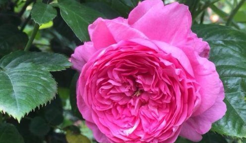 这4种吸收甲醛,净化空气最强的盆栽绿植,比绿萝效果好多了