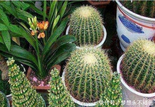 熊孩子把仙人球砍了一刀,本想教训他