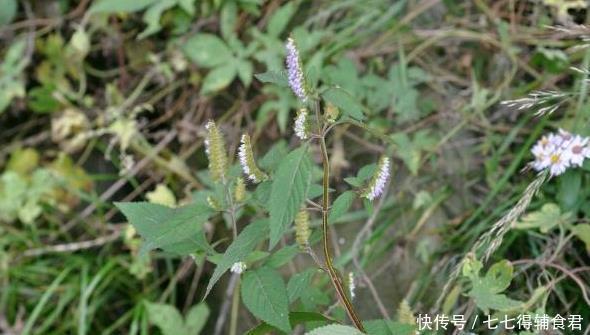 叶子|农村里3种香草,嚼2片叶子都可去口臭,最后一种还能健胃助消化