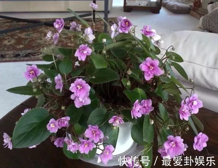 知识|秋天养花,牢记3个重要知识点,养啥花都能轻松爆盆,新手须知