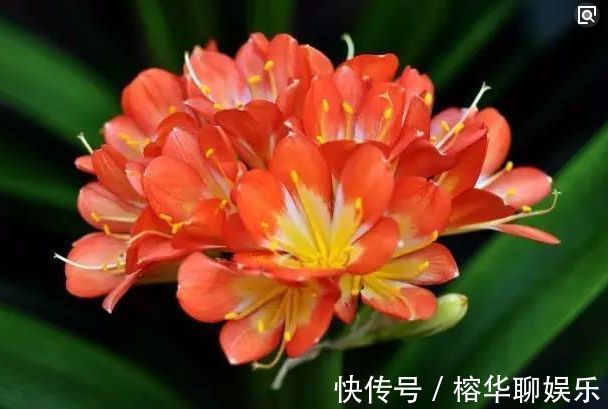 媳妇把君子兰养成大白菜，原来你是如此的君子兰