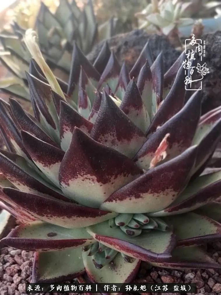 养多肉三年多九万里悟道，终归诗酒田园！