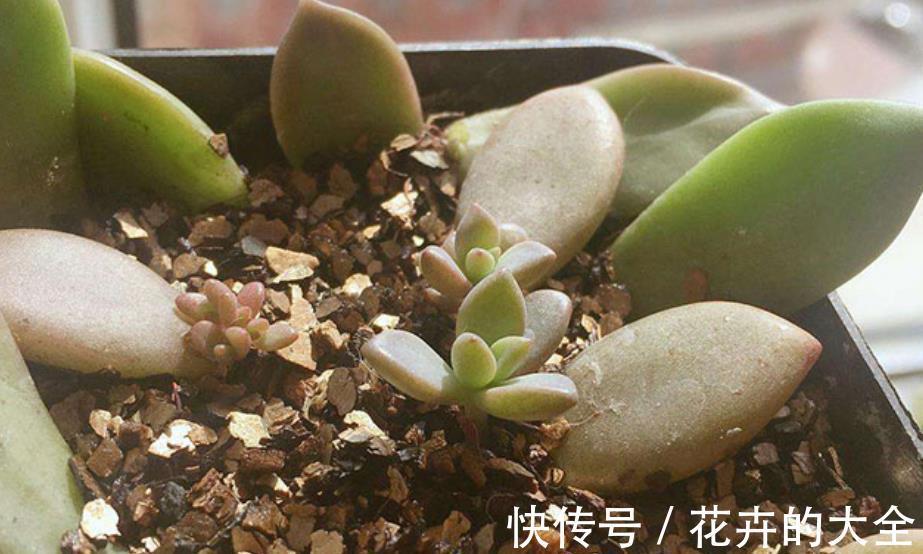 秋天降温后，5种花赶紧扦插，不黑腐生根快，一盆轻松变多盆