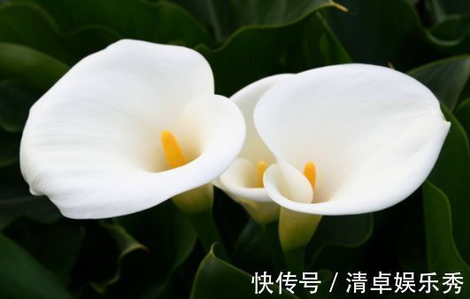 庭院|6月30日-7月8日，庭院选这几款花，花色艳丽，养盆放阳台美极了