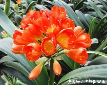 君子兰盆土板结|君子兰盆土板结学会3招,不黄叶不烂根,蹭蹭长,一年开花3次!