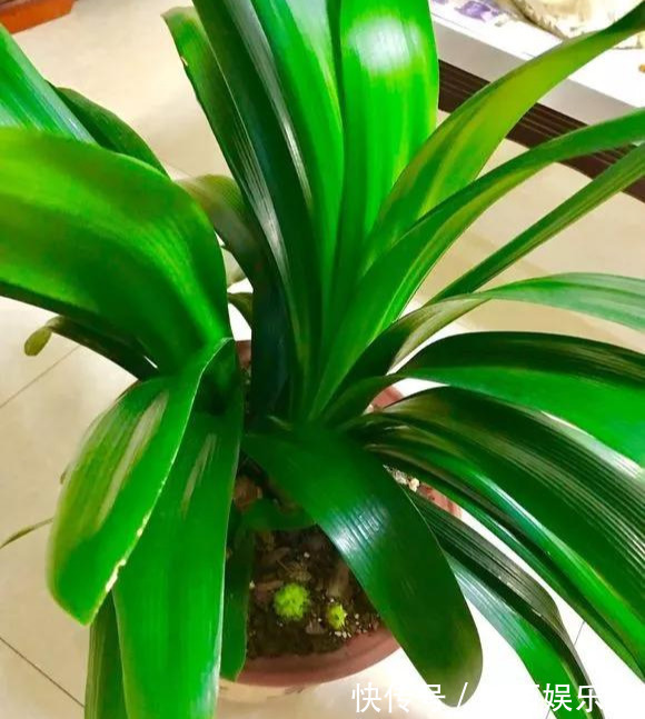 积水|为花友们介绍5种既养人又镇宅的花,盆栽养一盆很值