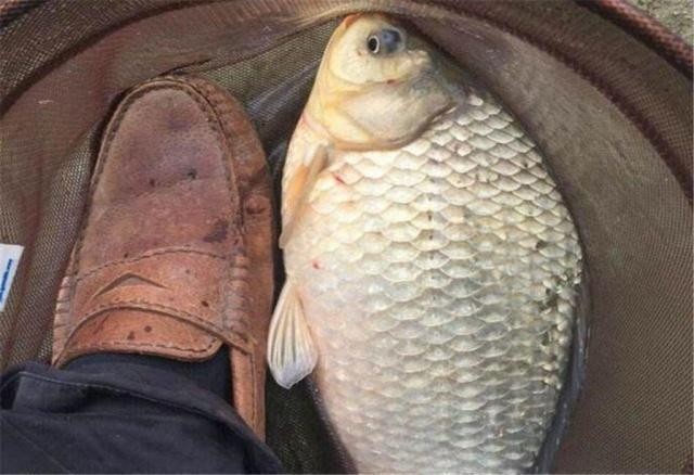 钓鱼|想要钓鲫鱼,子线长度很重要,这种长度很合理,不长也不短