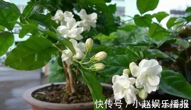成活|想要扦插茉莉花,牢记一个“关键点”,随插随活,就这么简单!