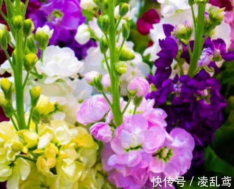 长春花|此款花卉便宜又好养,沾点水就疯长,开花勤还爱爆盆,美