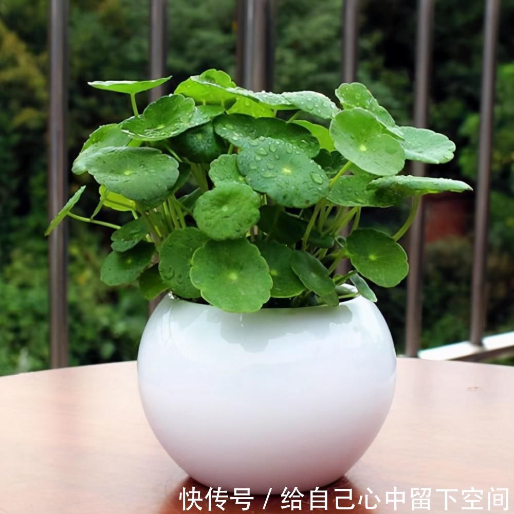 养花|这3种花对环境不挑剔，给土给水就能活，很适合新手养