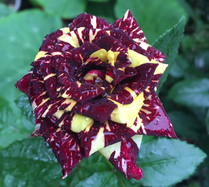 盘点最受欢迎的24种月季花，长得快、开花多，养了会上瘾！