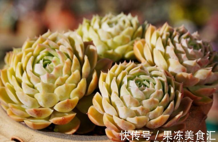 多肉昂斯诺是好品种,最少能找出4个优点来,但也有3个明显的缺点