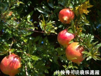 后一小时|提醒吃石榴后一小时内,切忌再碰此物,吃了就是没病找病