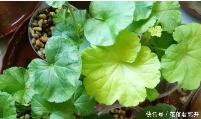 “4种花”现在扦插正合适，10天生根，夏季就开花，开满阳台！