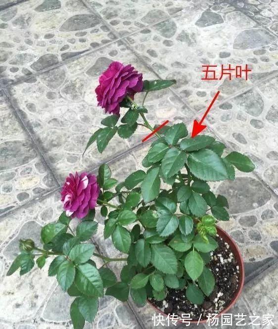 金满枝|气温升高,月季花越开越小?知道5个原因,就能开大花了