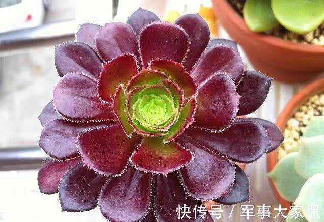 玫瑰|黑色禁欲系“玫瑰”黑法师，季节轮回，养殖当遵从不同的法则