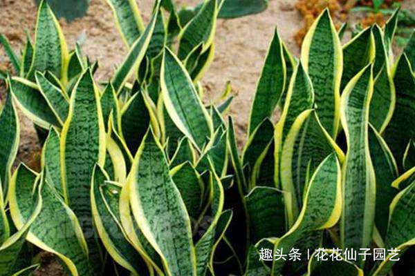 虎皮兰越长越慢,别急,简单做好4个方面,小白芽呼呼冒