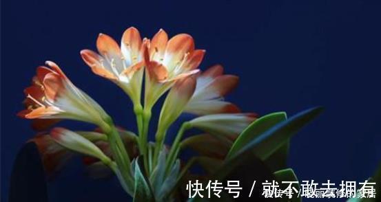 花盆里放点此个,一个月就爆盆了,两年都不黄叶