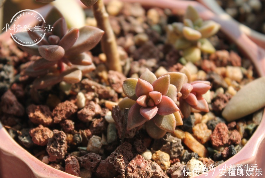 生根|多肉叶插出芽后,遵循“4字”原则,安全过渡,保命为主