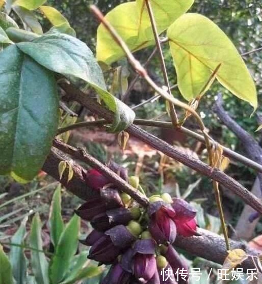 这东西,俗称“鸡血藤”,枝条红如鸡血,目前极其珍贵,遇见是福