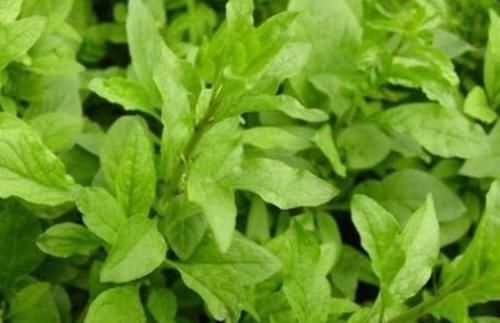 小青菜|每天可以坚持吃3种食物,营养丰富,滋润肌肤,早吃早好