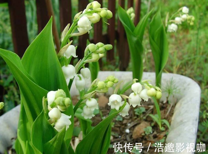 风铃|铃兰开花少牢记3个“小妙招”,花多爆盆,枝头开满“小风铃”