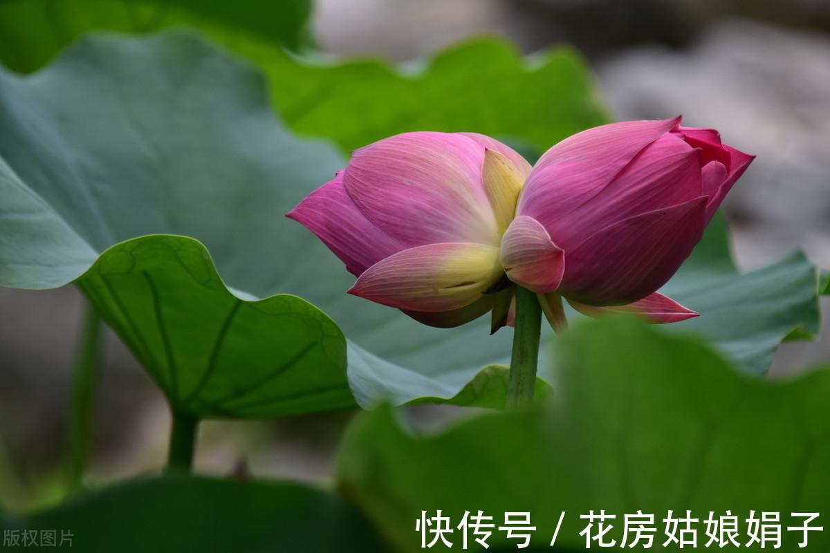 千瓣莲|珍品莲花，花开1000瓣，花色多变，花多少钱也得养上1缸