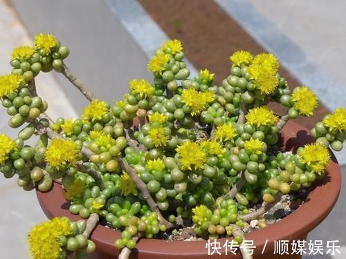 花友|养多肉坚持很重要，都说很丑的龟之卵，六年时间变悬崖桩，真好看