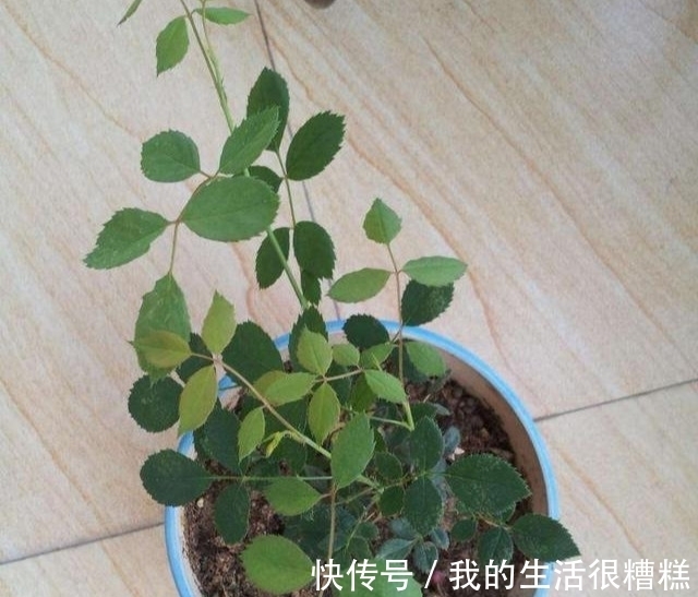 新买的月季小苗,4个关键处理好,根壮苗旺,卯足劲开花