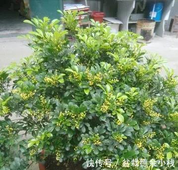 漂亮花|6种“漂亮花”，天天被人爱，家里养一盆，365天轮流开