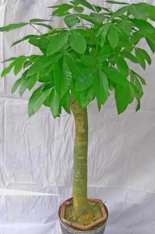 想要养好发财树，学会“浇水”小技巧，根不烂，叶不黄，整年油绿