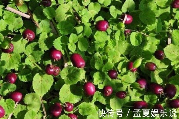 茄子|农村不起眼的“地茄子”,曾被人践踏嫌弃,殊不知营养价值很高!