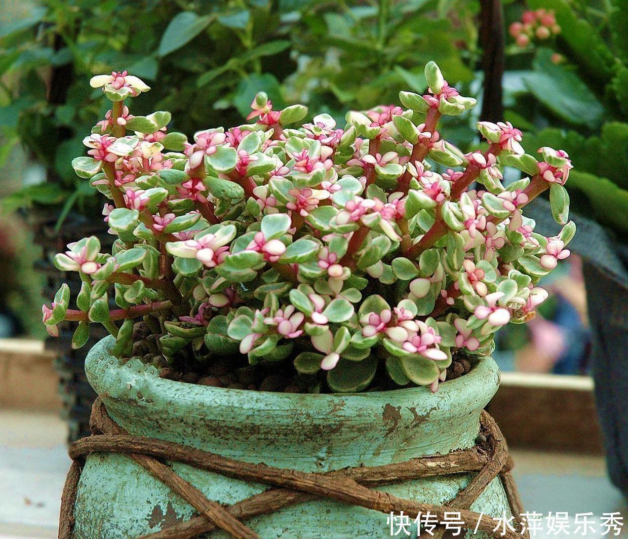 修剪|金枝玉叶总是养不活,那是你方法不对,这6种方法一定要学会