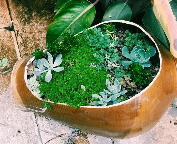 他用菜坛子种多肉,1分不花,呼呼长成“大米饭”!