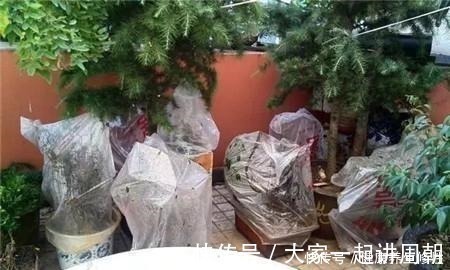 三角梅换盆套个“方便袋”,怎么折腾都不黄,成活率百分百!