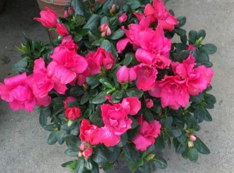 家里养此款花卉,便宜又好养,花开娇艳美不胜收,一年四季都赏花