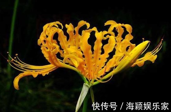喜欢菊花，不如养盆“花中精品”忽地笑，神秘冷艳，风韵独具