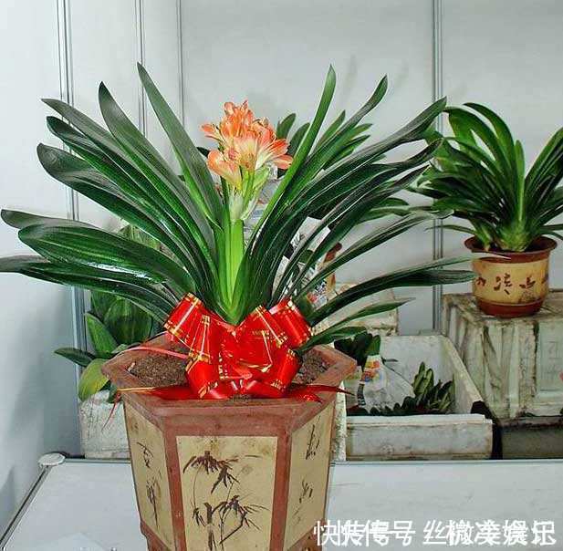 花盆|养君子兰,在花盆里埋上10粒“它”,3个月蹿出4片新叶,开花50朵