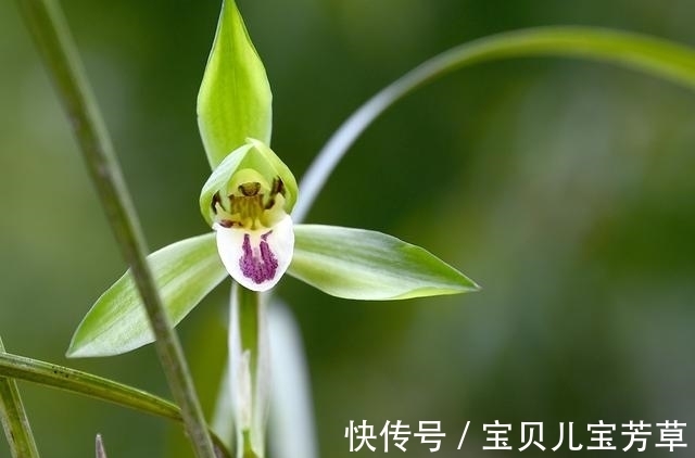 兰花喜酸还是喜碱？很多兰友虽明白，却都做错了