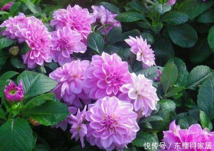 二月初一养4种花,比香水还好闻,香气喷喷心情好,你养了吗