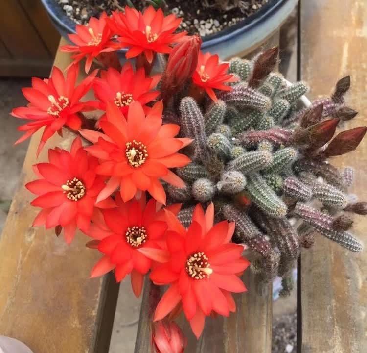 白檀怎么养?做好几点,每年都开出火红火红的花