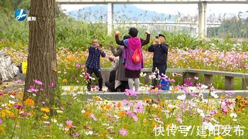 崇阳溪|建阳崇阳溪西岸秋日“花海”悄然盛放