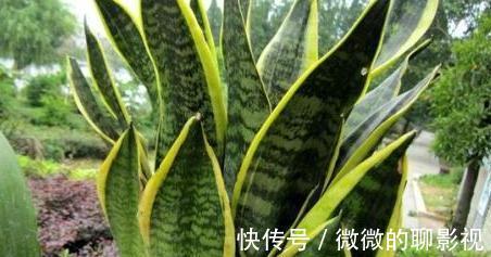 冬天室内养3种花,耐阴又好养,懒人都能养爆盆,观赏价值高