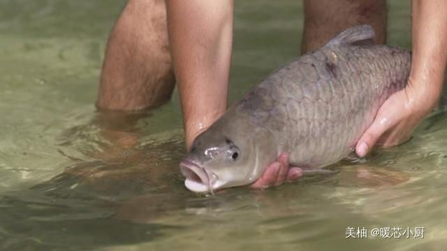 昂贵|世界上最昂贵的“淡水鱼”,每公斤要3000元,吃了都赞不绝口